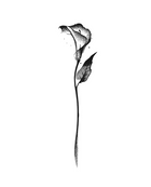 Fleur et nature